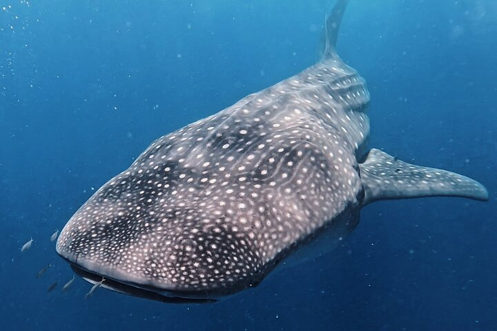 Private Whale Shark All Inclusive Experience  - Photo 1 of 16