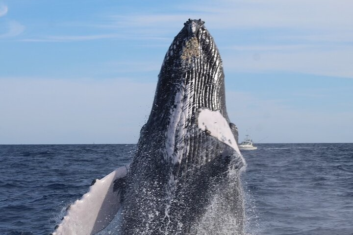 Private Whale Watching Tour!! - Photo 1 of 8