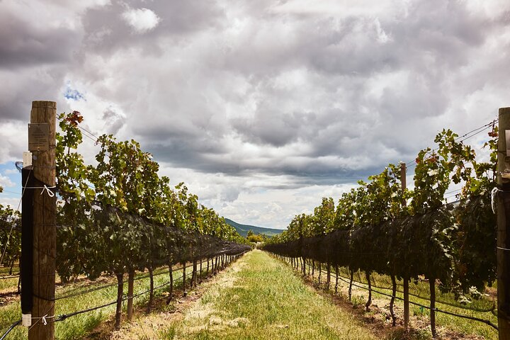 Private wine tasting & wine pairing tours - Photo 1 of 20