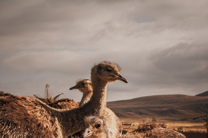 Sora Sora - visit to the restoration project of the Andean Suri