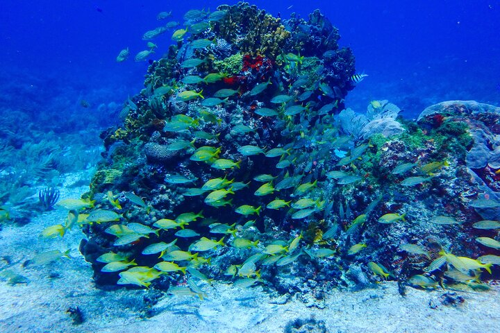 Scuba Diver Certification Course - Photo 1 of 9