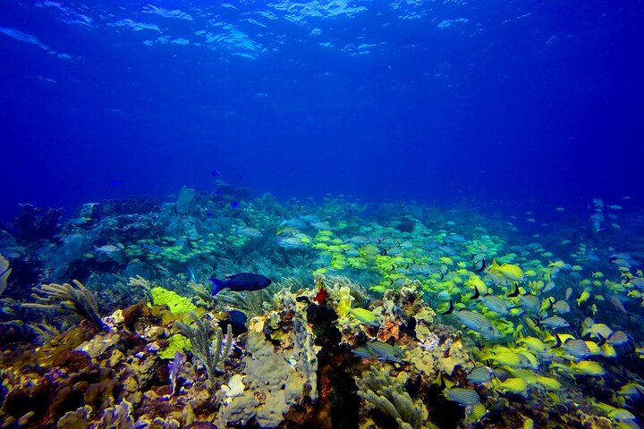  Scuba Diving Adventure WITHOUT CERTIFICATION! Try it today! - Photo 1 of 6