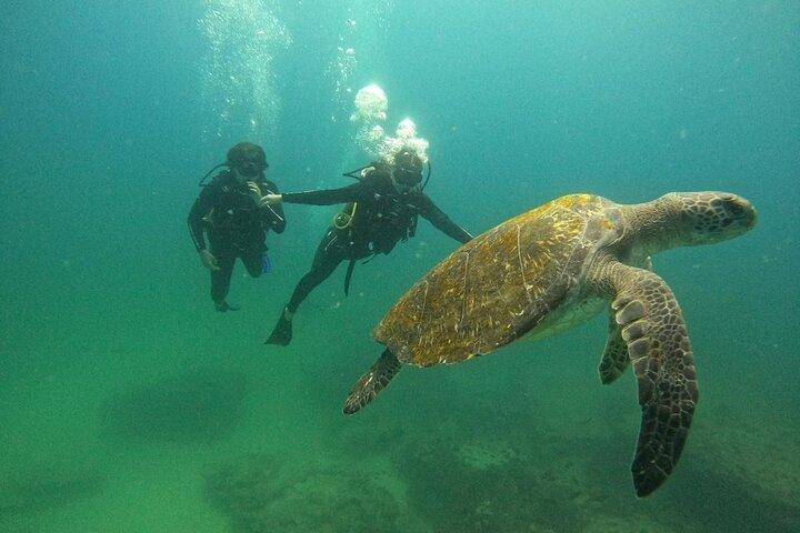 Scuba Diving at Cabo Pulmo National Park for 2 Divers ! - Photo 1 of 10