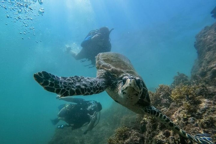 Marietas Islands 2-Tank Scuba Diving Sayulita & Riviera Nayarit - Photo 1 of 18