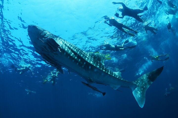 Sea of Cortez Combo: Whale Sharks, Sea Lions & Balandra Beach - Photo 1 of 18