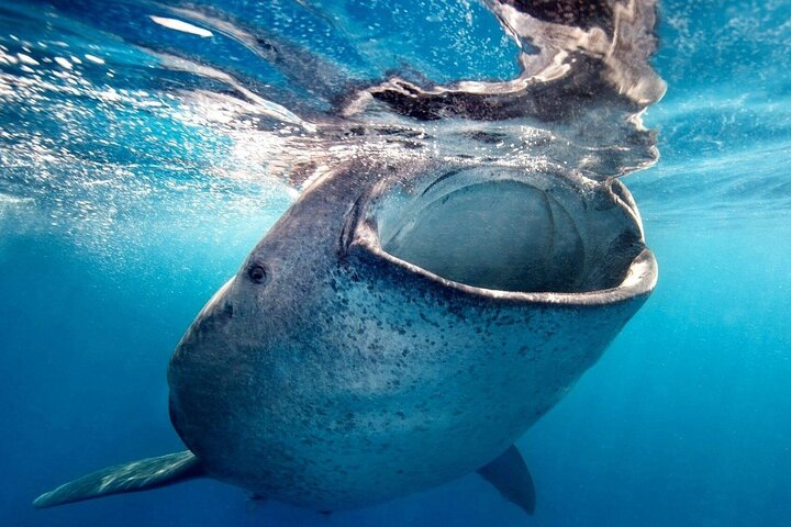 Whale Shark Encounter & Swimming Adventure from La Paz - Photo 1 of 7