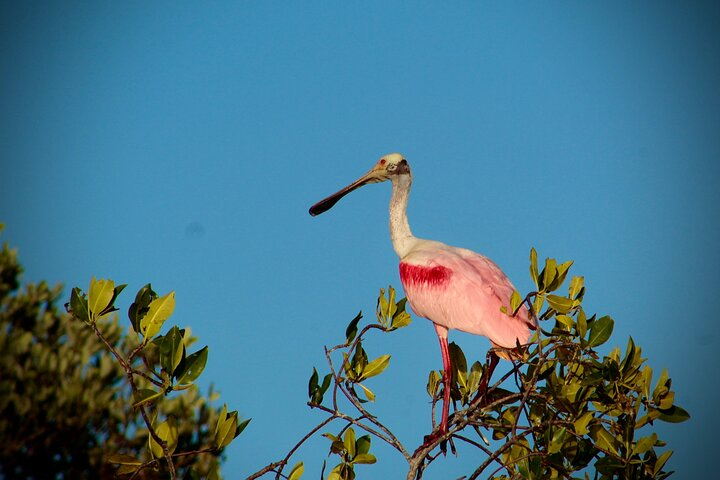 Sian Ka’an Sunset Private boat. - Photo 1 of 10