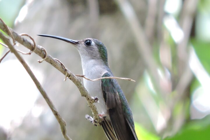 Small-Group Birdwatching Sian Kaan with professional guide - Photo 1 of 9