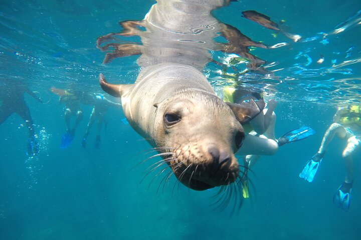 Small Group Snorkeling and Swim with Whale Sharks & Sea Lions in La Paz - Photo 1 of 8