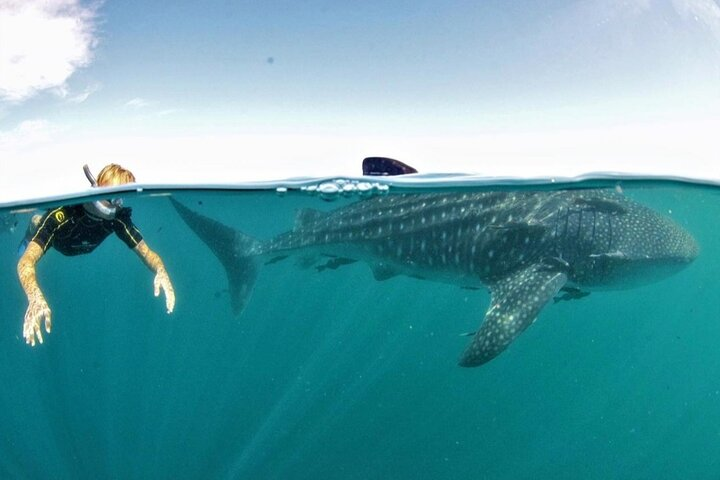 Small Group Whale Shark Snorkeling in La Paz, Mexico - Photo 1 of 8
