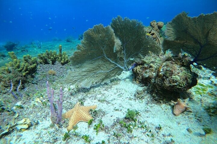 Snorkel along the coast, explore two reefs by Chivis del Mar  - Photo 1 of 25