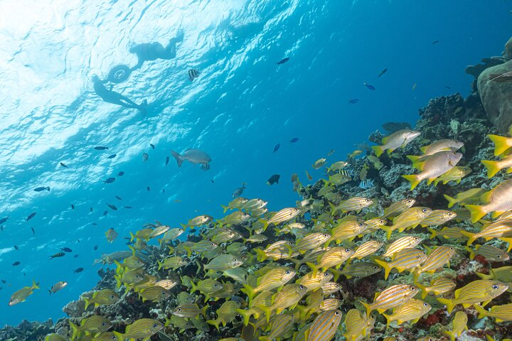 Snorkel Tour at Musa and Manchones Reef - Photo 1 of 7
