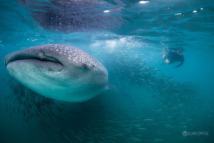 Snorkel with whale sharks includes equipment & transportation - Photo 1 of 6