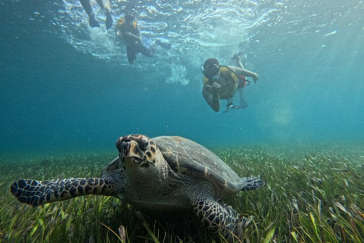 Turtle in Cancun
