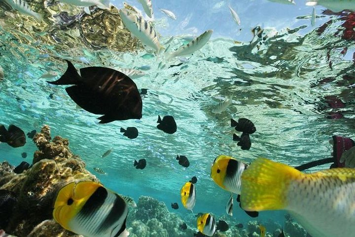 snorkeling adventure - Photo 1 of 3