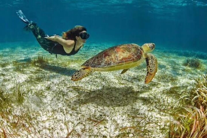 Snorkeling Tour by boat (Amazing excursion to the Turtle Area) - Photo 1 of 25