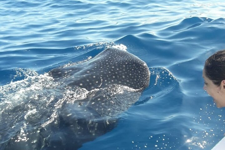 Snorkeling tour with the whale shark in Holbox with transportation - Photo 1 of 25