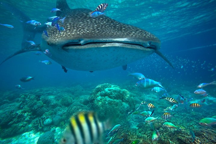Whale shark season is here