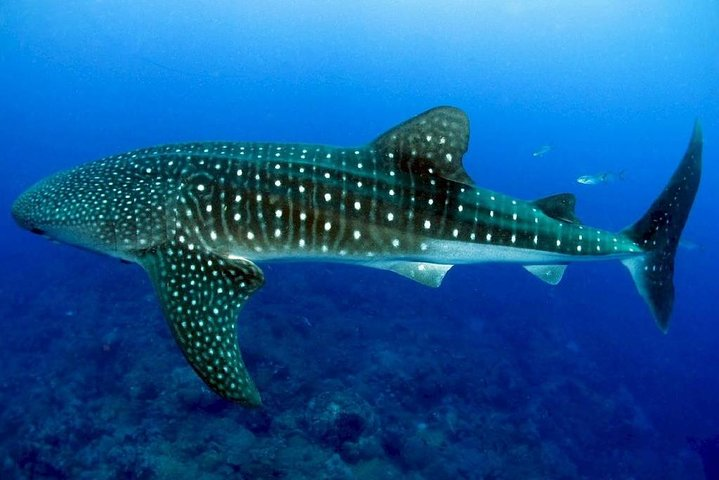 Snorkeling with whale sharks - Photo 1 of 7