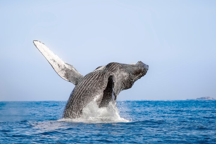 Cabo San Lucas Whale Watching 