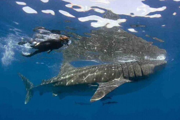 Swim with Whale Shark from Isla Mujeres and Cancun - Photo 1 of 23