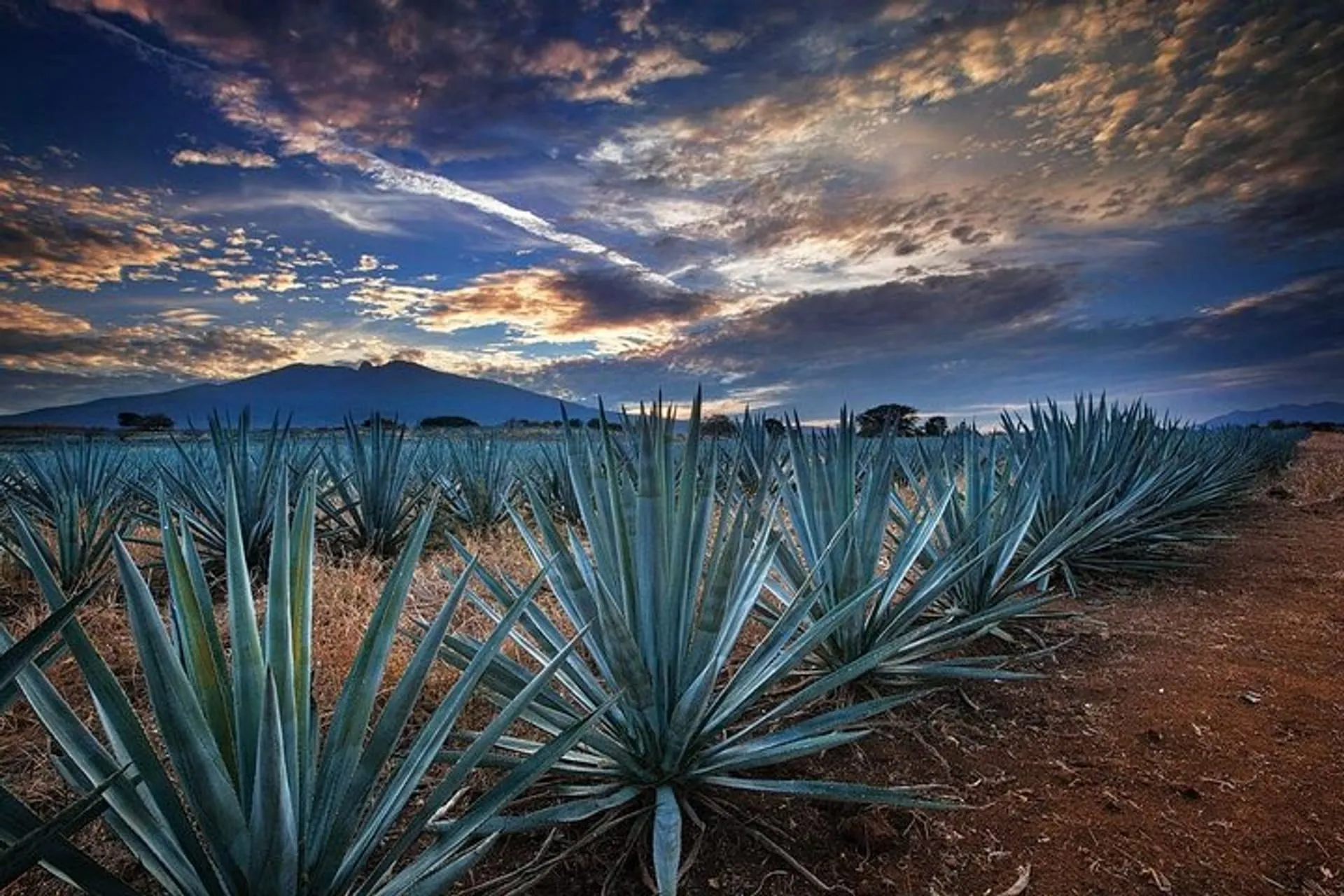 Tequila Tour through the Blue Agave Fields from Guadalajara in Guadalajara,  Jalisco | Pelago