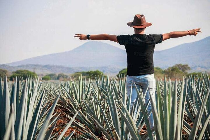 Tequila Tour through the Blue Agave Fields from Guadalajara - Photo 1 of 11