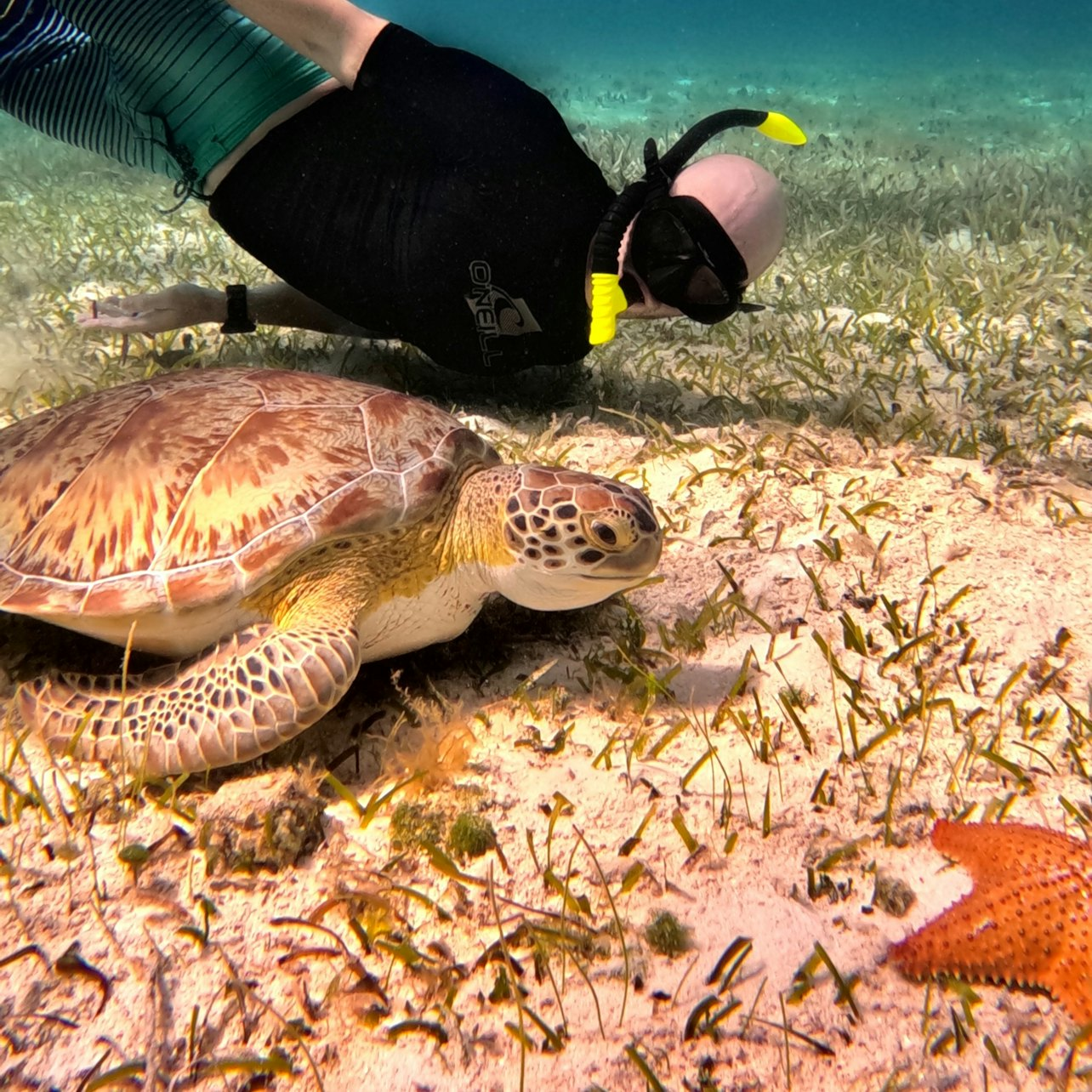 Cozumel Turtle Sanctuary: Snorkel Tour - Photo 1 of 8