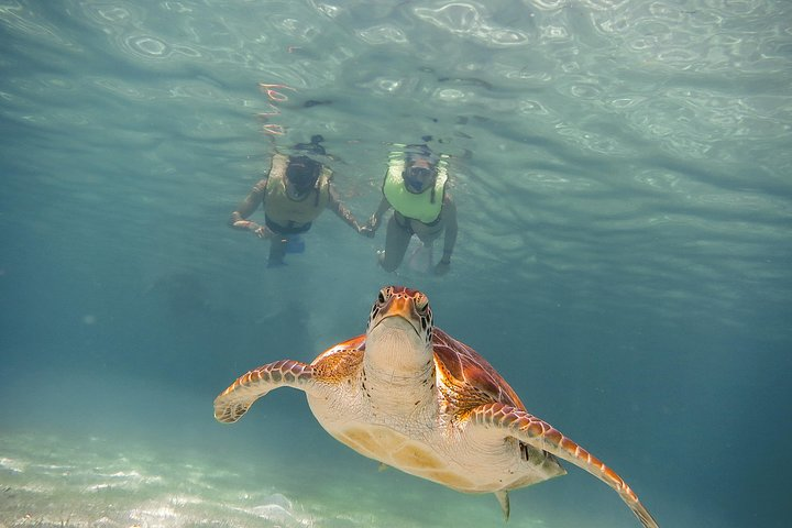 Snorkel with sea turtles