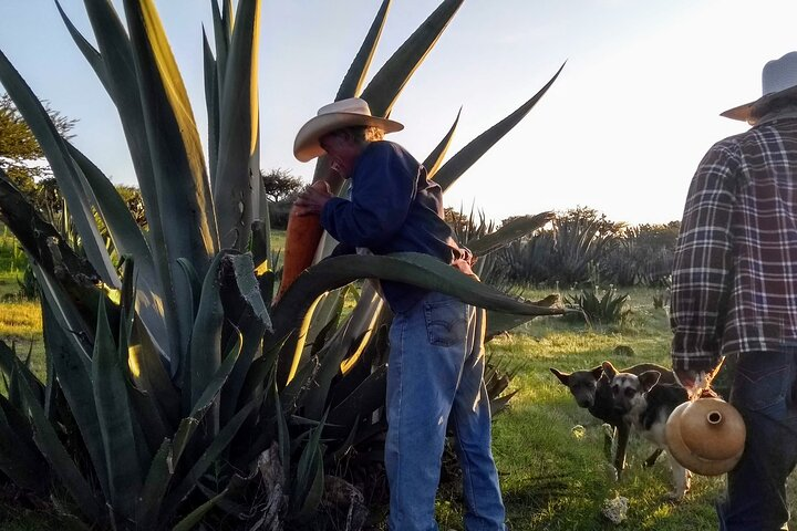 Tour de Pulque en Tepotzotlán, Pueblo Mágico - Photo 1 of 13