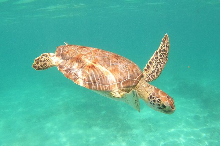 Private Tour Swim with Turtles, 2 Cenotes & Gopro - Photo 1 of 14