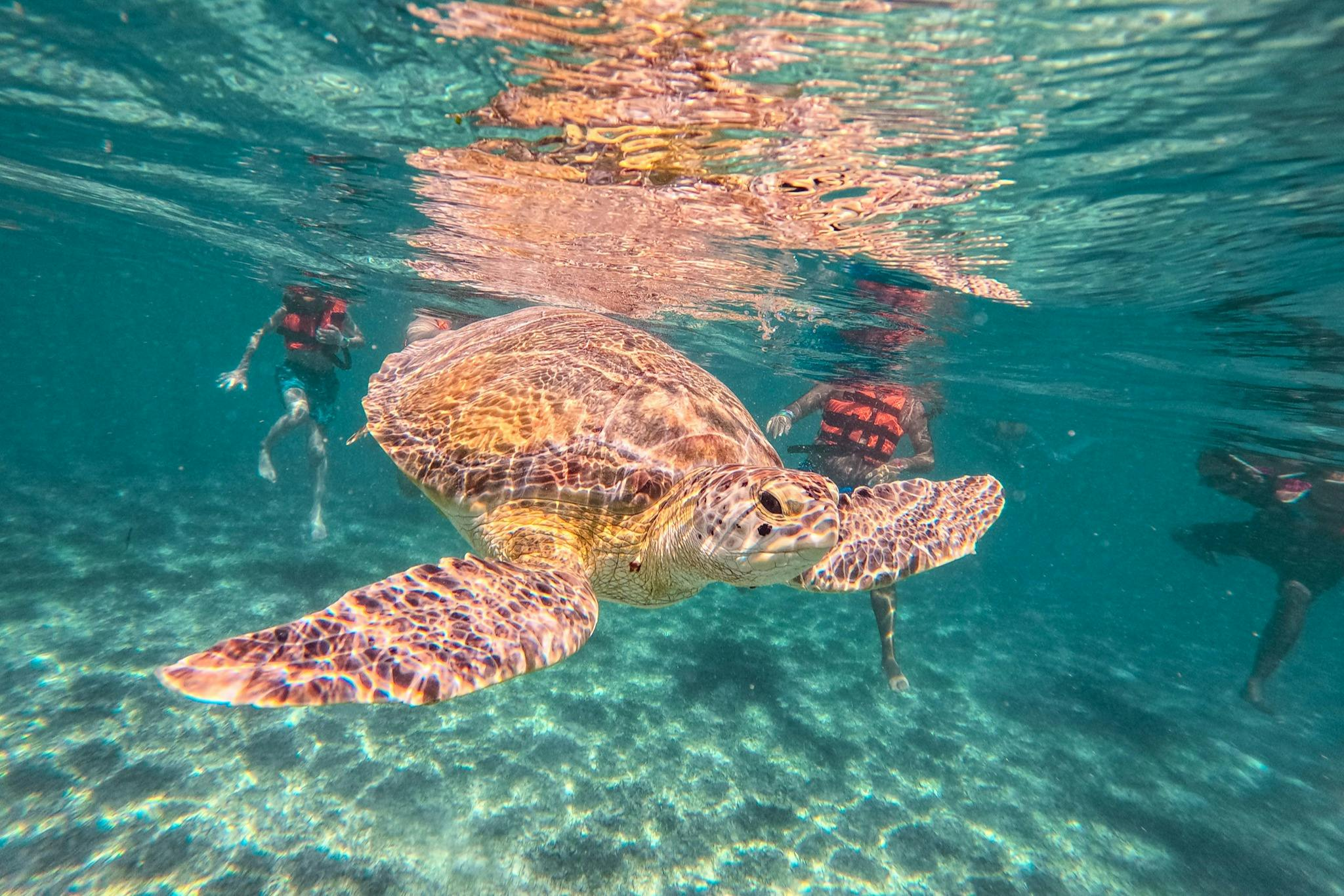 Mayan Ruins of Tulum & Akumal: Day Trip with Turtle Snorkel & Cenote Swim - Photo 1 of 8