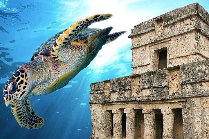 Combo tour Tulum & Swim with Sea Turtles