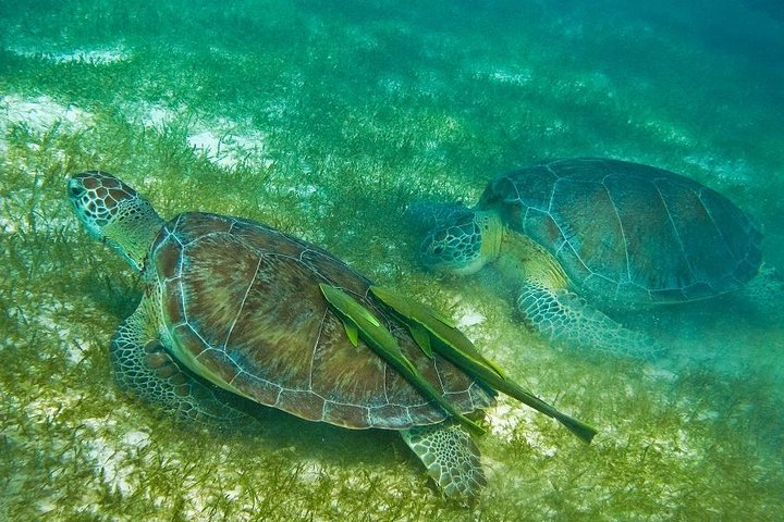 Turtles and Cenote from Cancun - Photo 1 of 7