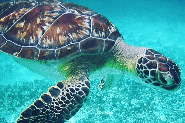 Have the oportunity to swim with sea turtles. 