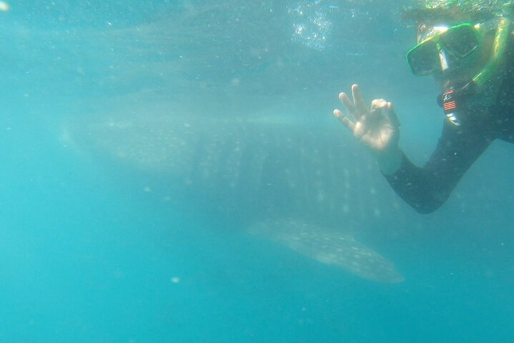 Whale Shark Swimming Adventure: Small Group with Marine Biologist - Photo 1 of 13