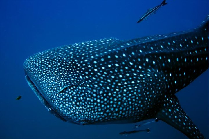 Whale Shark Adeventure Small Group | Isla Mujeres - Photo 1 of 4
