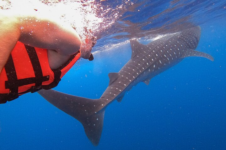 Whale Shark and Snorkeling Adventure from Isla Holbox - Photo 1 of 13