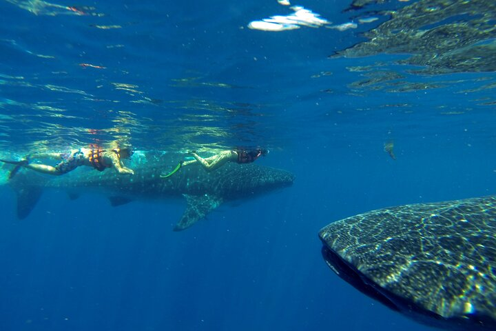 Whale Shark Encounter Full-Day all inclusive Tour from Riviera Maya - Photo 1 of 25