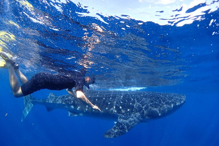 Whale Shark & Manta Ray Snorkel -(May-Sept) Only 10pp per Boat - Photo 1 of 9