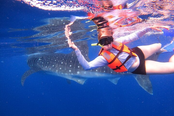 Cancun Whale Shark Experience with Snorkel & Transportation - Photo 1 of 19