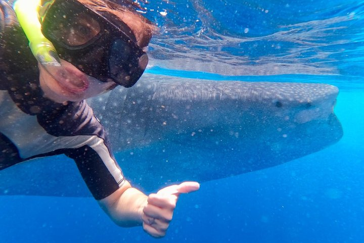 Whale Shark Snorkel from Cancun meeting point - Photo 1 of 10