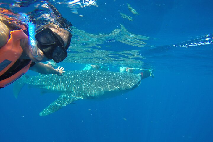 Whale Shark Snorkel from Cancun meeting point - Photo 1 of 7