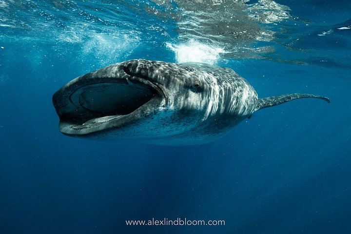 Whale Shark Snorkeling Adventure with Lunch - Photo 1 of 7