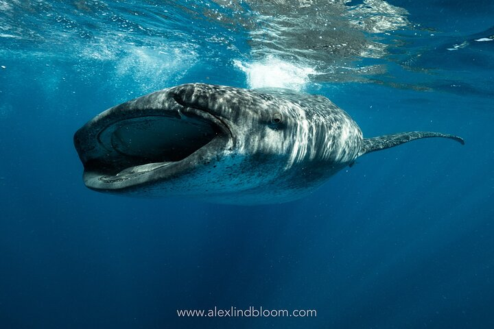 Whale Shark Snorkeling Adventure with Lunch - Photo 1 of 7