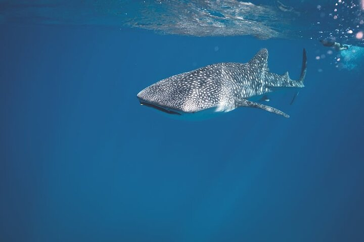 Whale Shark Snorkeling in La Paz - Photo 1 of 8