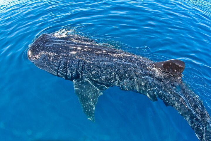 Whale Shark Swim Tour La Paz | Private Transportation From Cabo - Photo 1 of 6