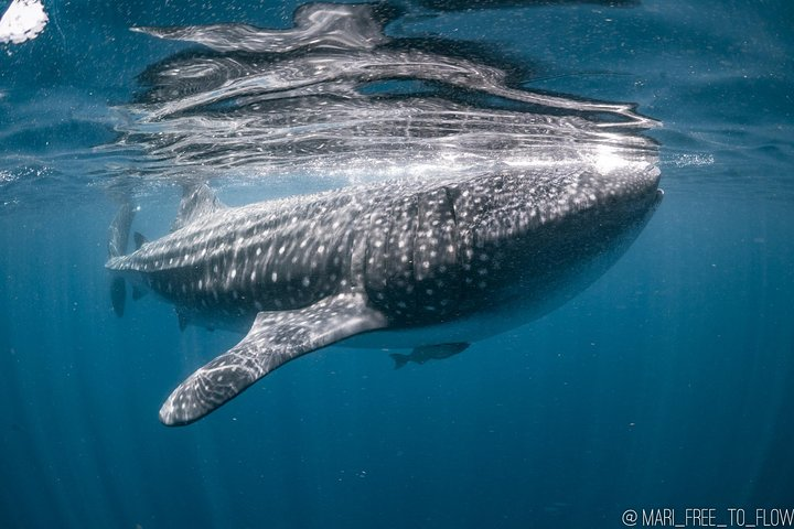 Whale Shark Swimming Adventure from Cancun & Riviera Maya - Seasonal June/Sept - Photo 1 of 11