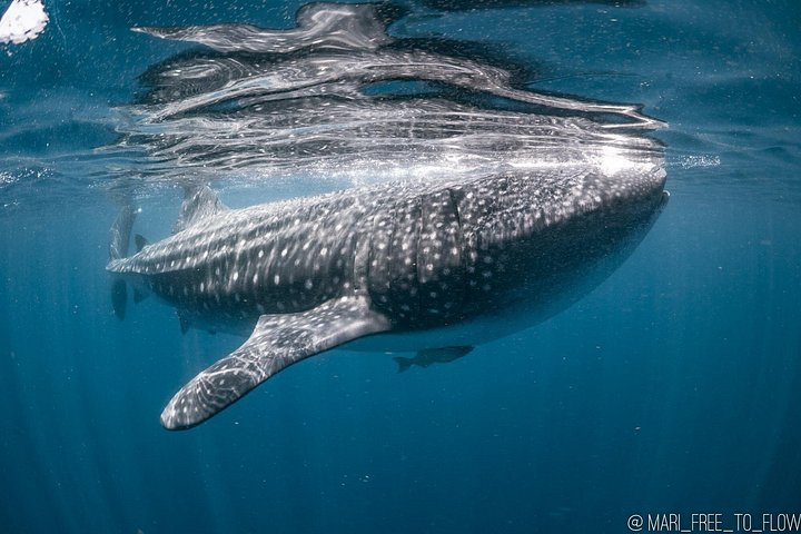 Whale Shark Swimming Adventure from Cancun & Riviera Maya - Seasonal June/Sept - Photo 1 of 11