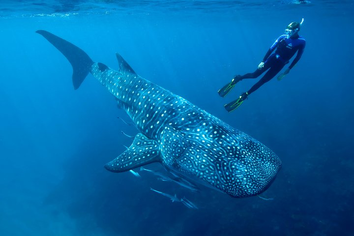 Whale Shark Swimming and Isla Mujeres Beach Tour - Photo 1 of 7